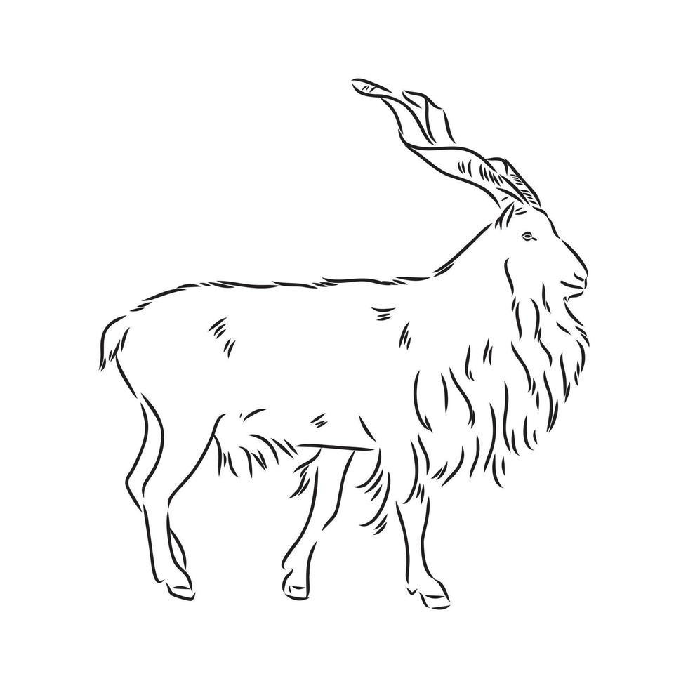 bosquejo del vector de la cabra de montaña