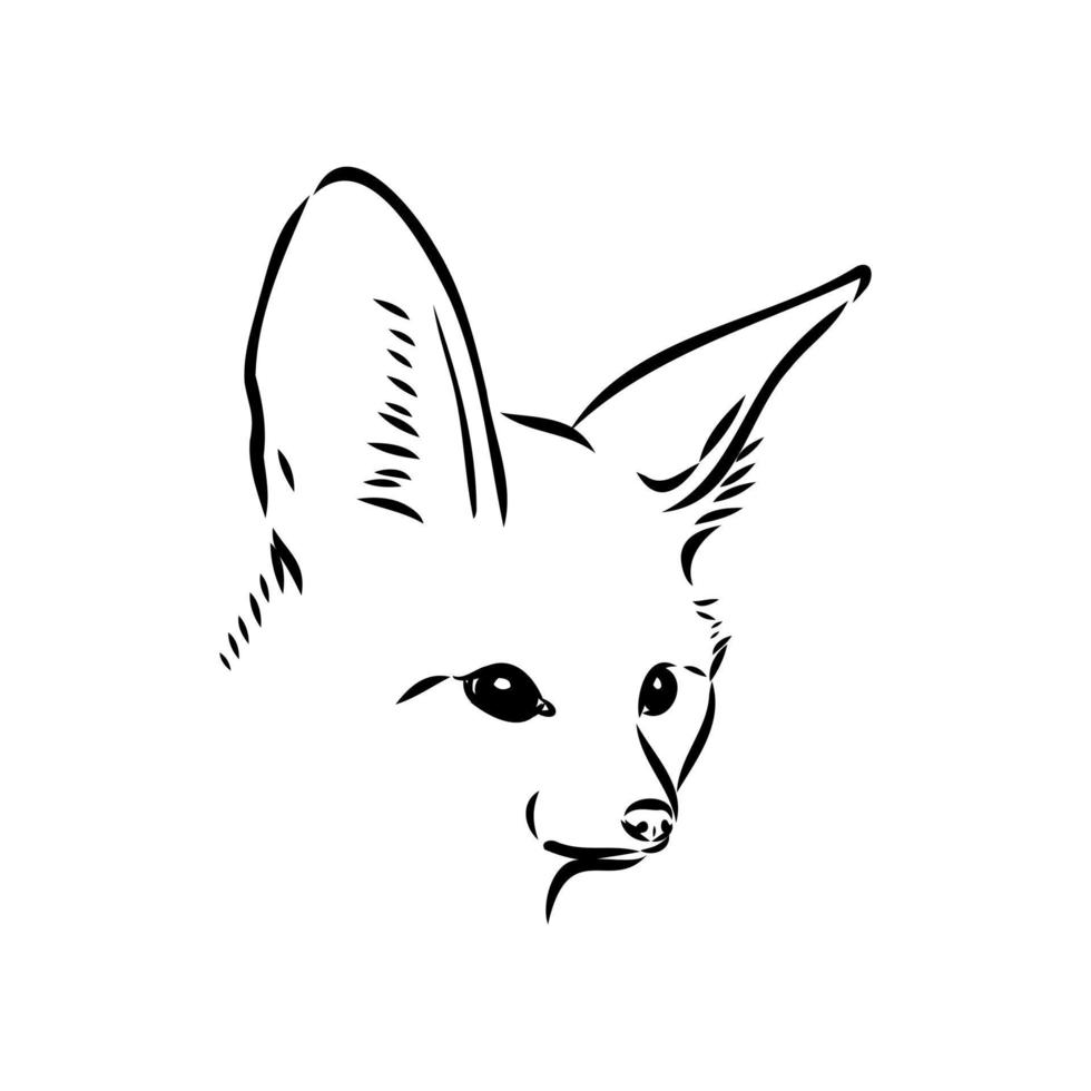 fox fenek vector sketch