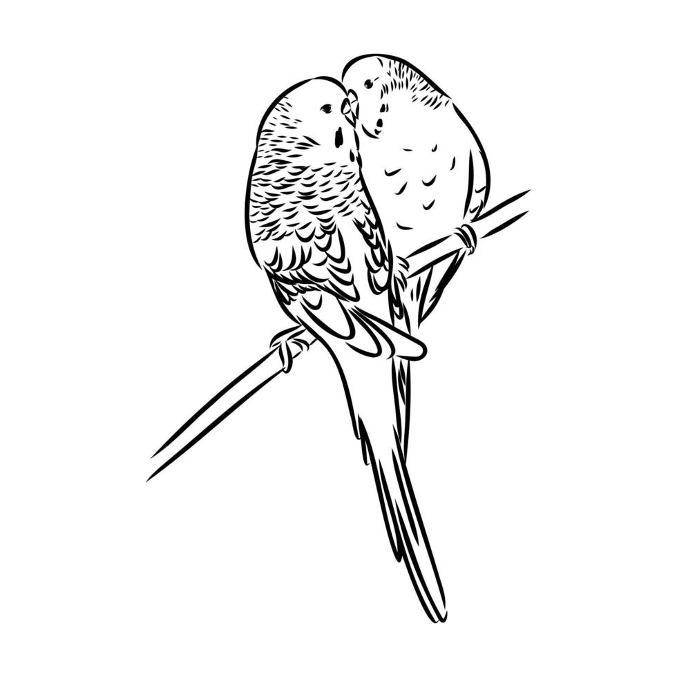 budgie vector sketch