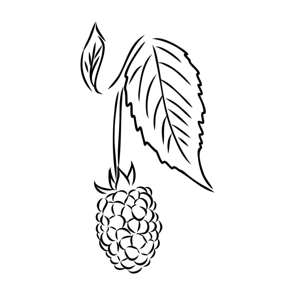 raspberry vector sketch