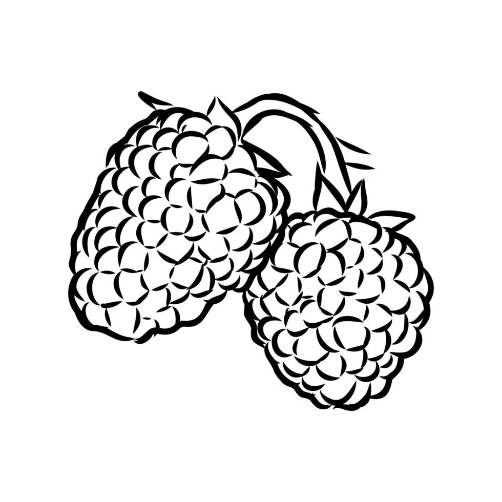 raspberry vector sketch