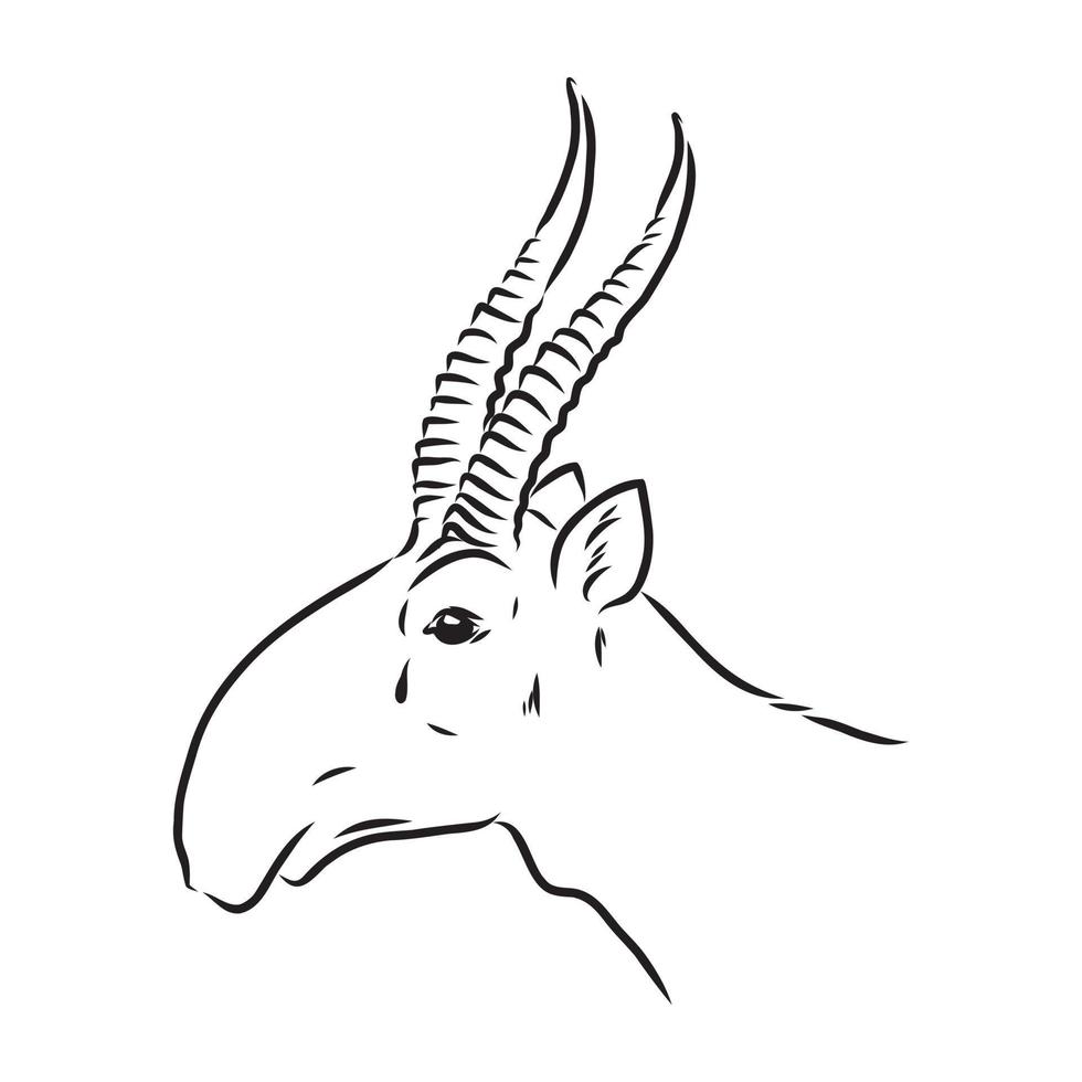 saiga vector sketch