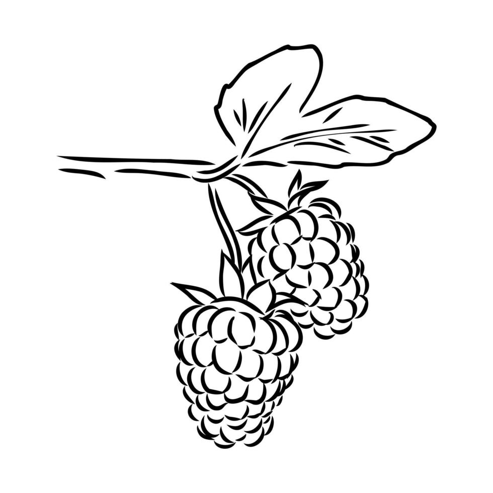 raspberry vector sketch