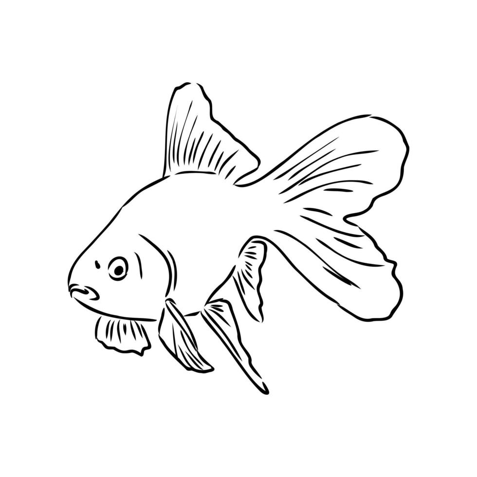 aquarium fish vector sketch