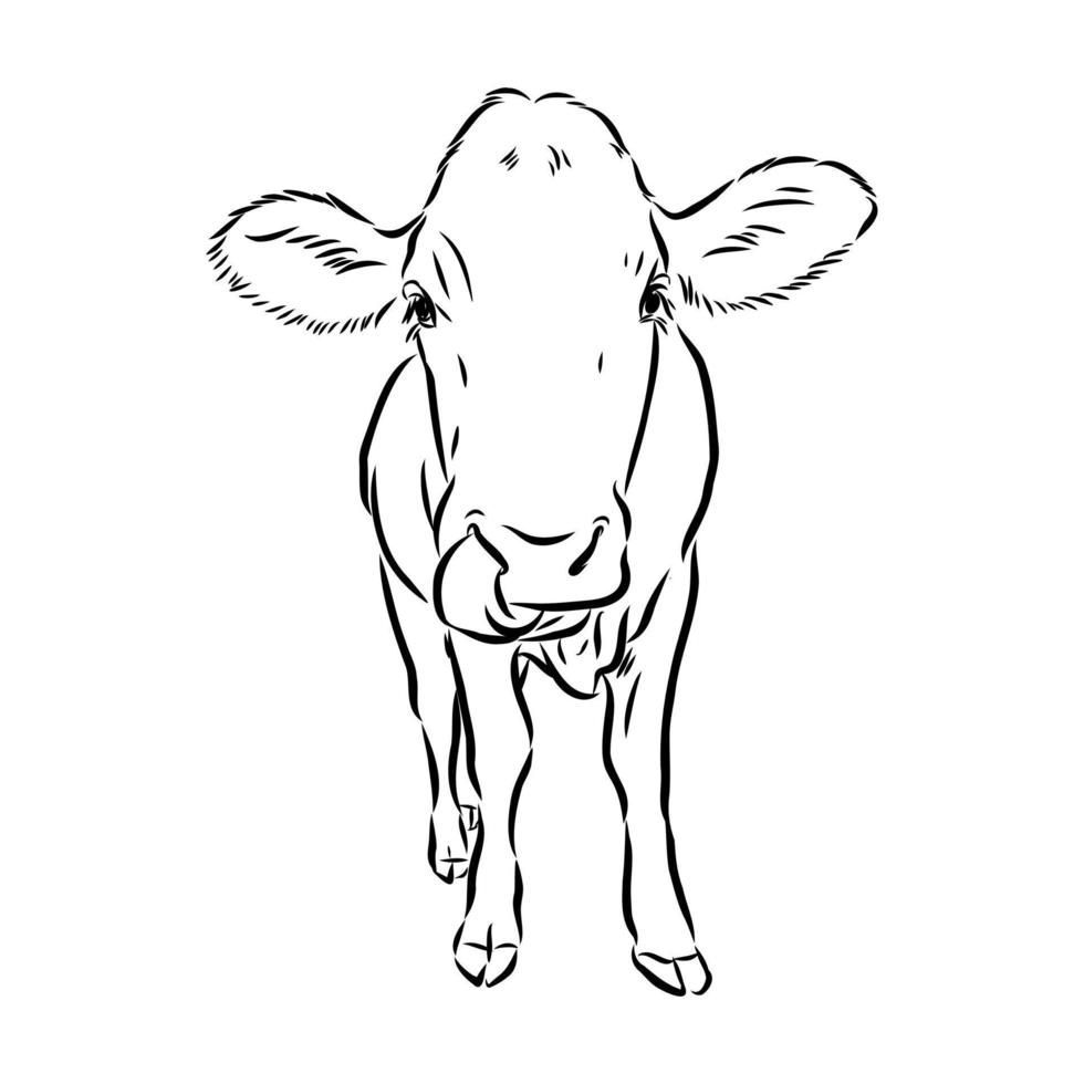 bosquejo del vector de la vaca