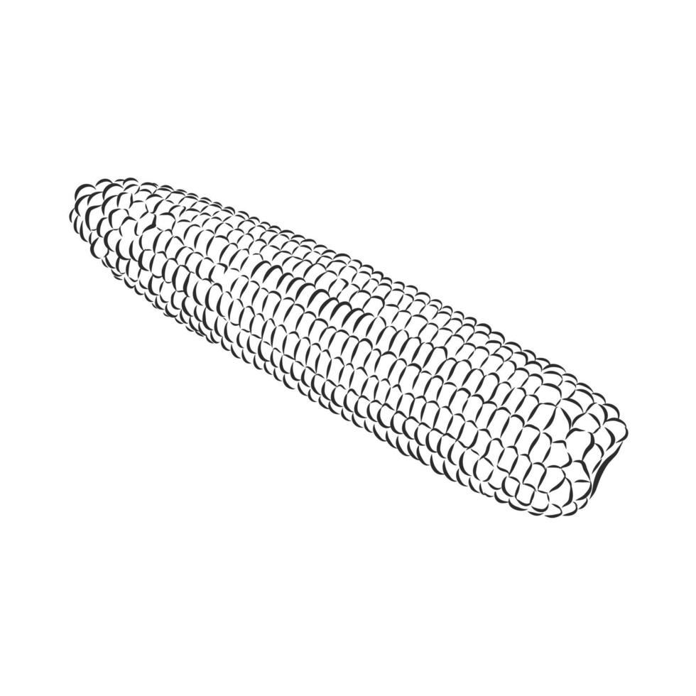 corn vector sketch