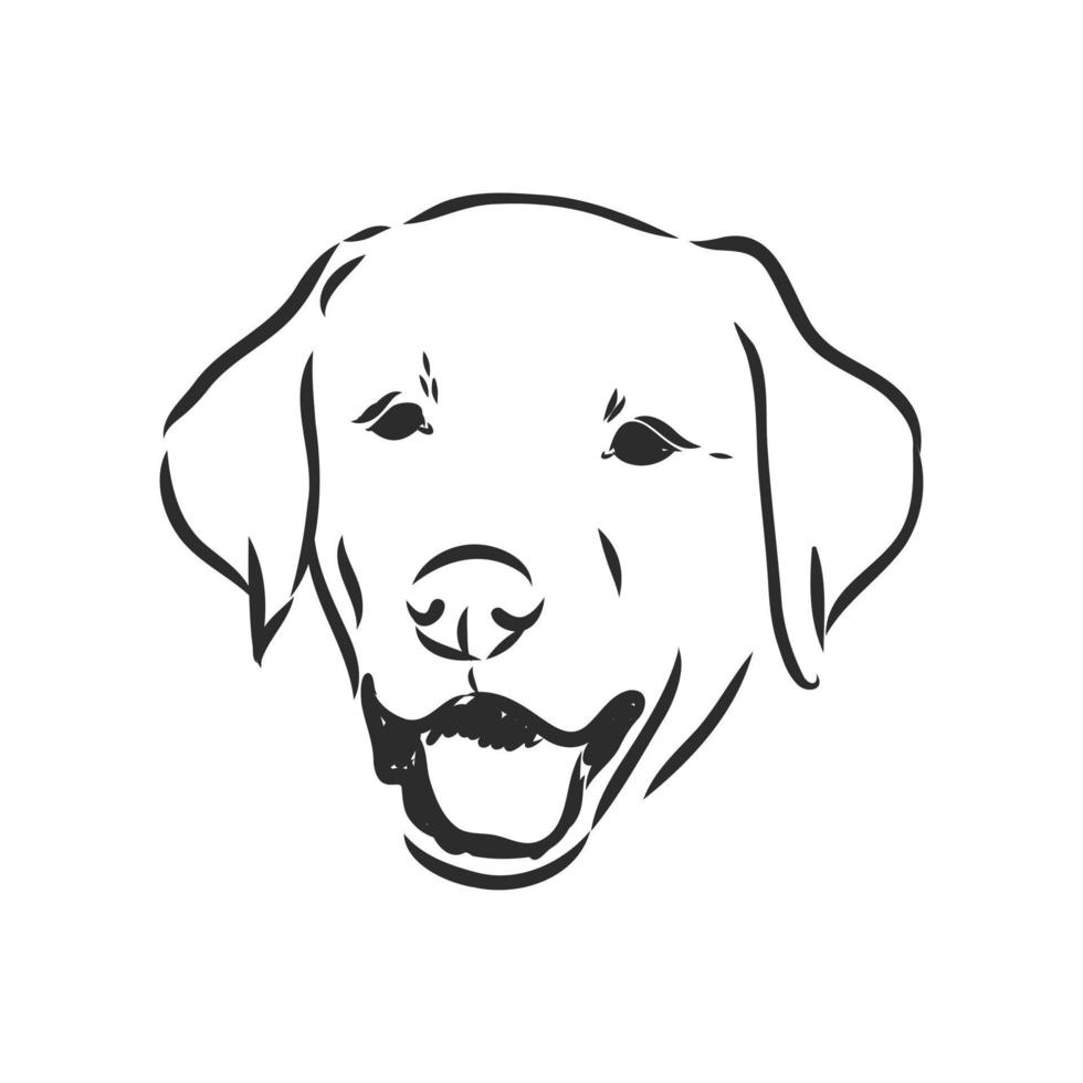 labrador vector sketch