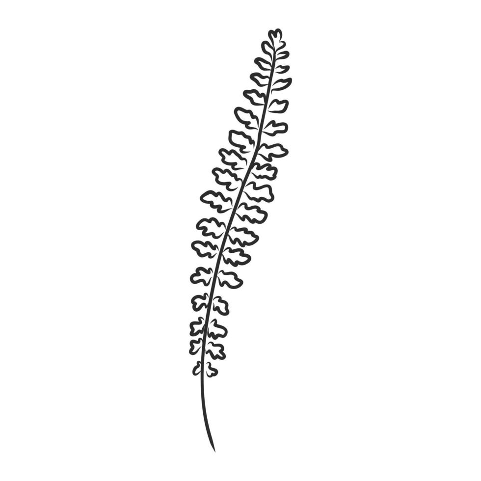 fern leaf vector sketch
