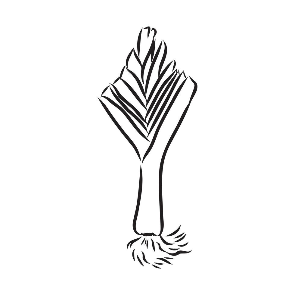 leek vector sketch