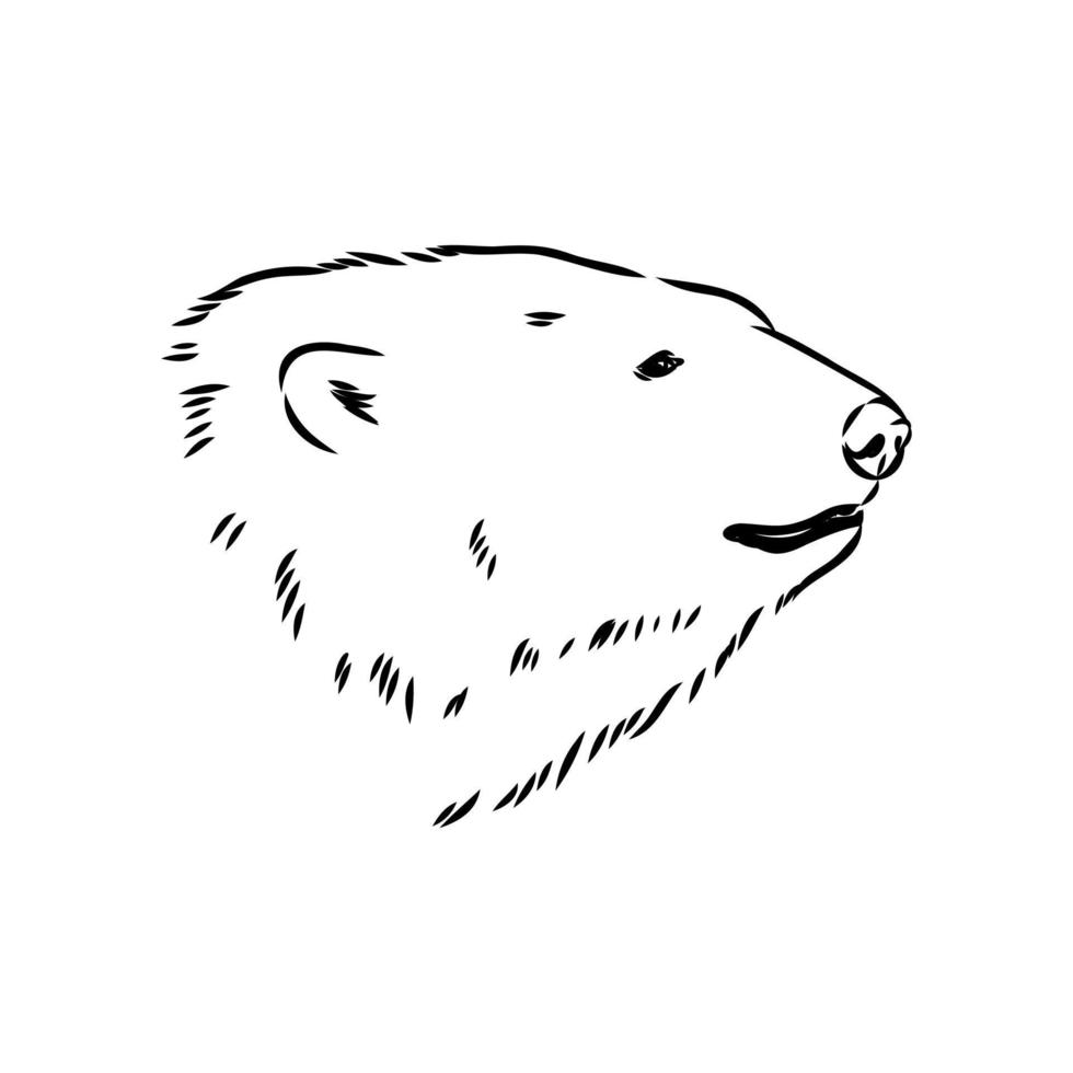 bosquejo del vector del oso polar