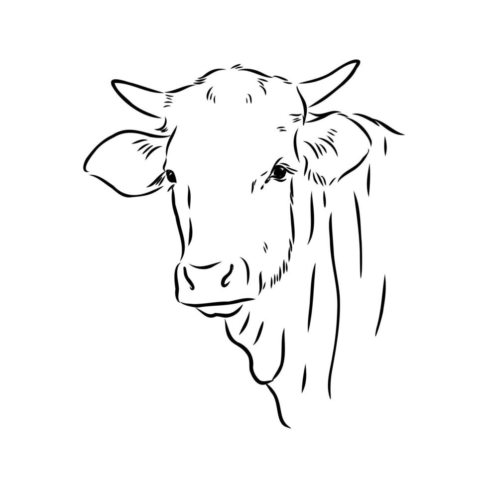 bosquejo del vector de la vaca