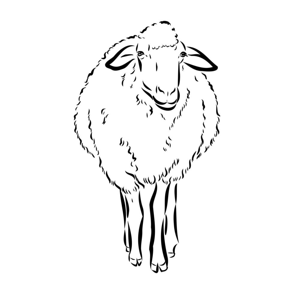 sheep vector sketch