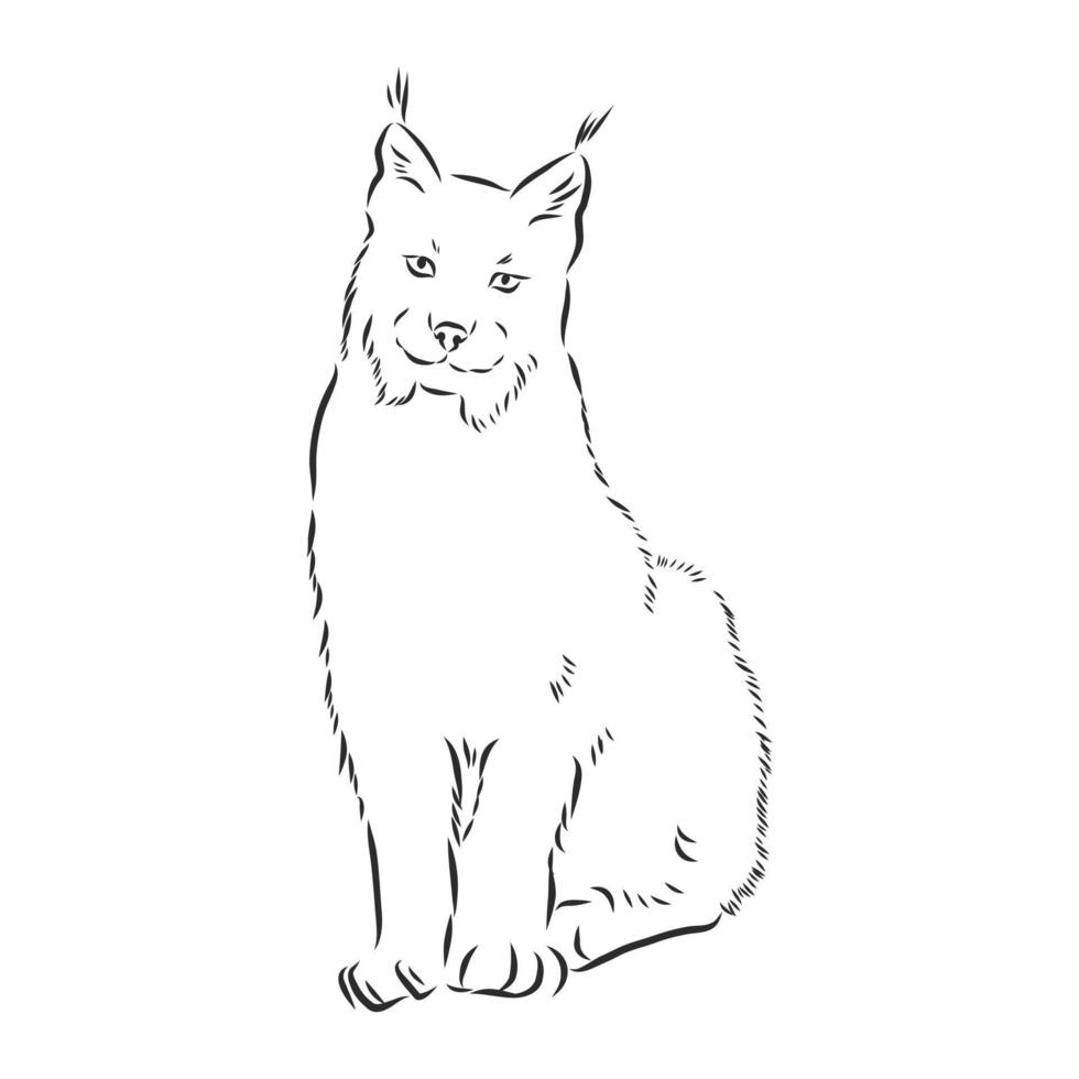 lynx vector sketch