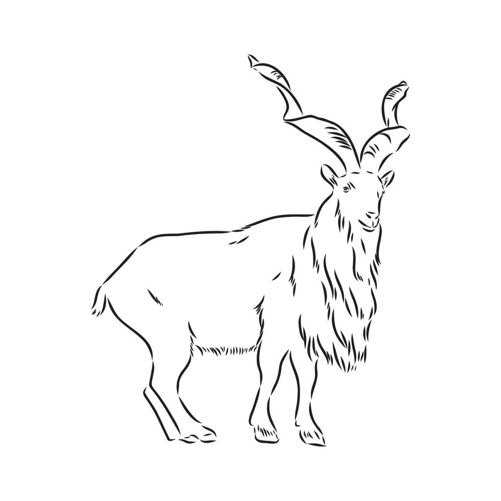mountain goat vector sketch