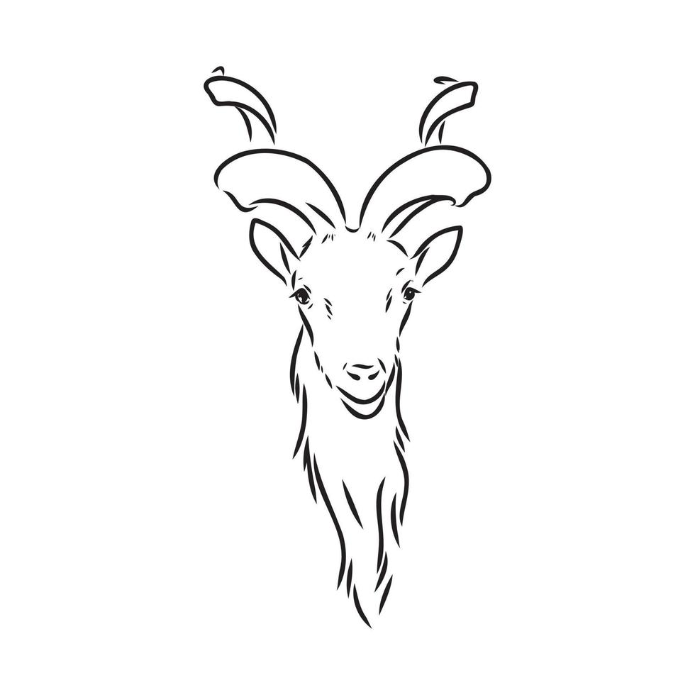 mountain goat vector sketch