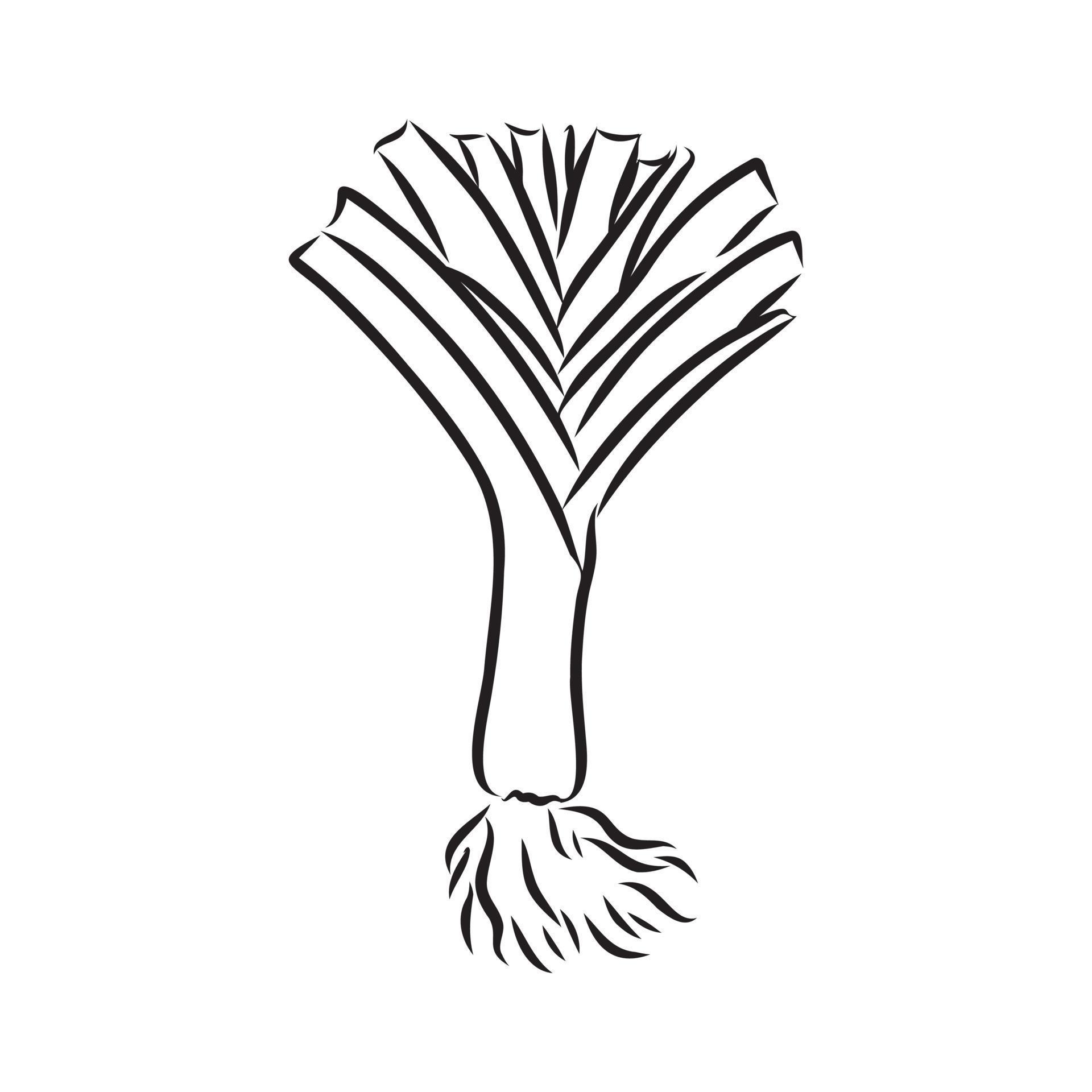 leek vector sketch 7312133 Vector Art at Vecteezy