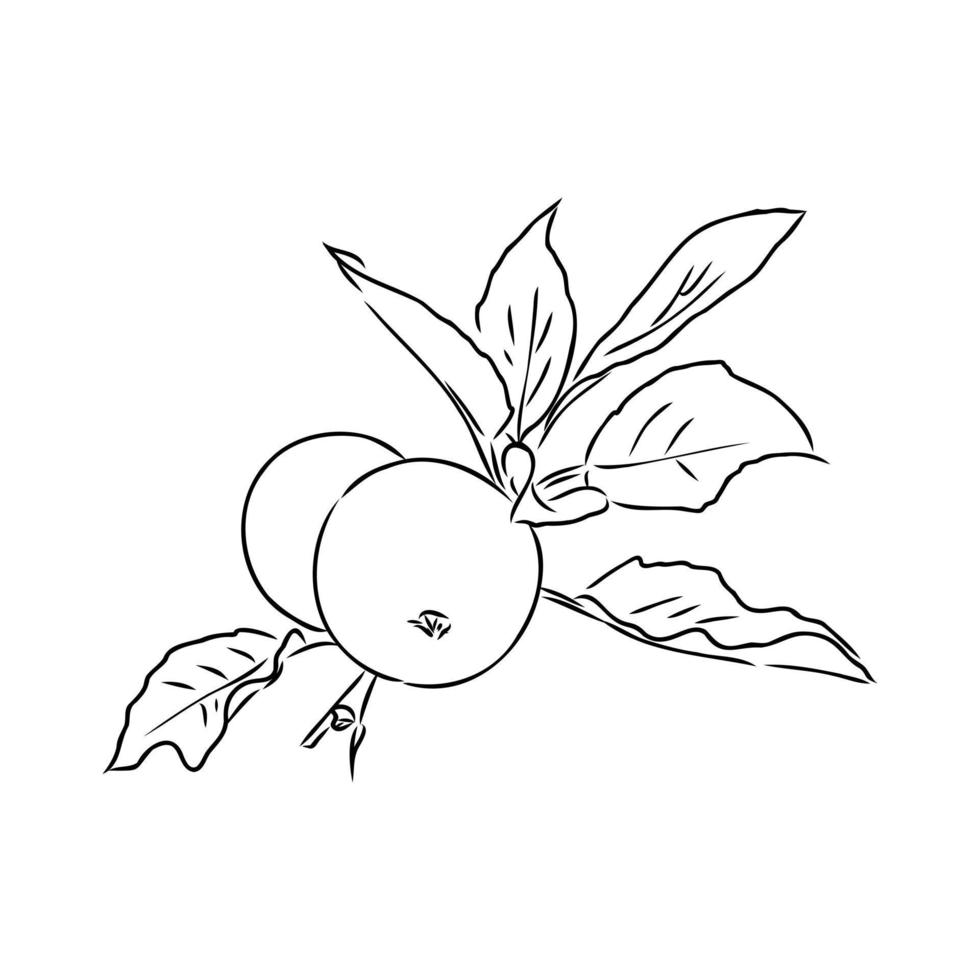 dibujo vectorial de manzana vector