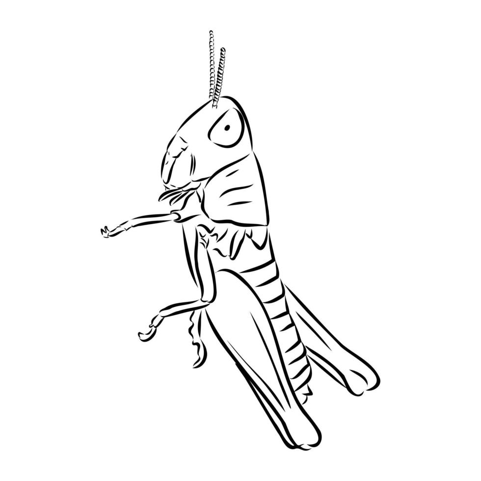 locust vector sketch