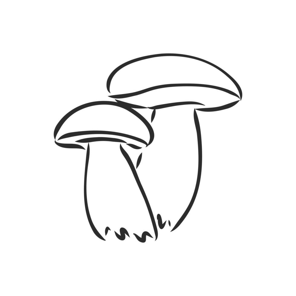 mushroom vector sketch