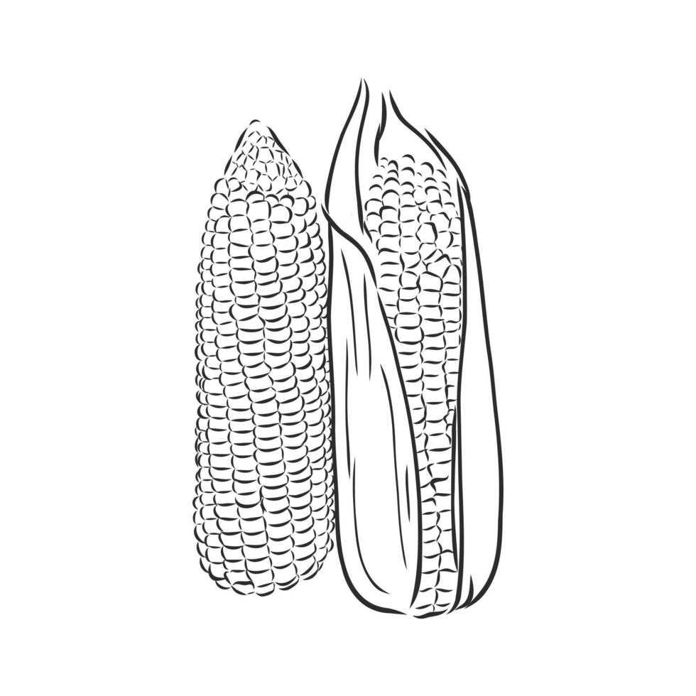 corn vector sketch