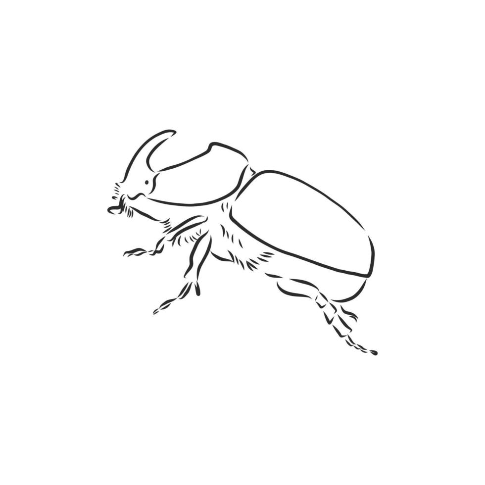 rhinoceros beetle vector sketch
