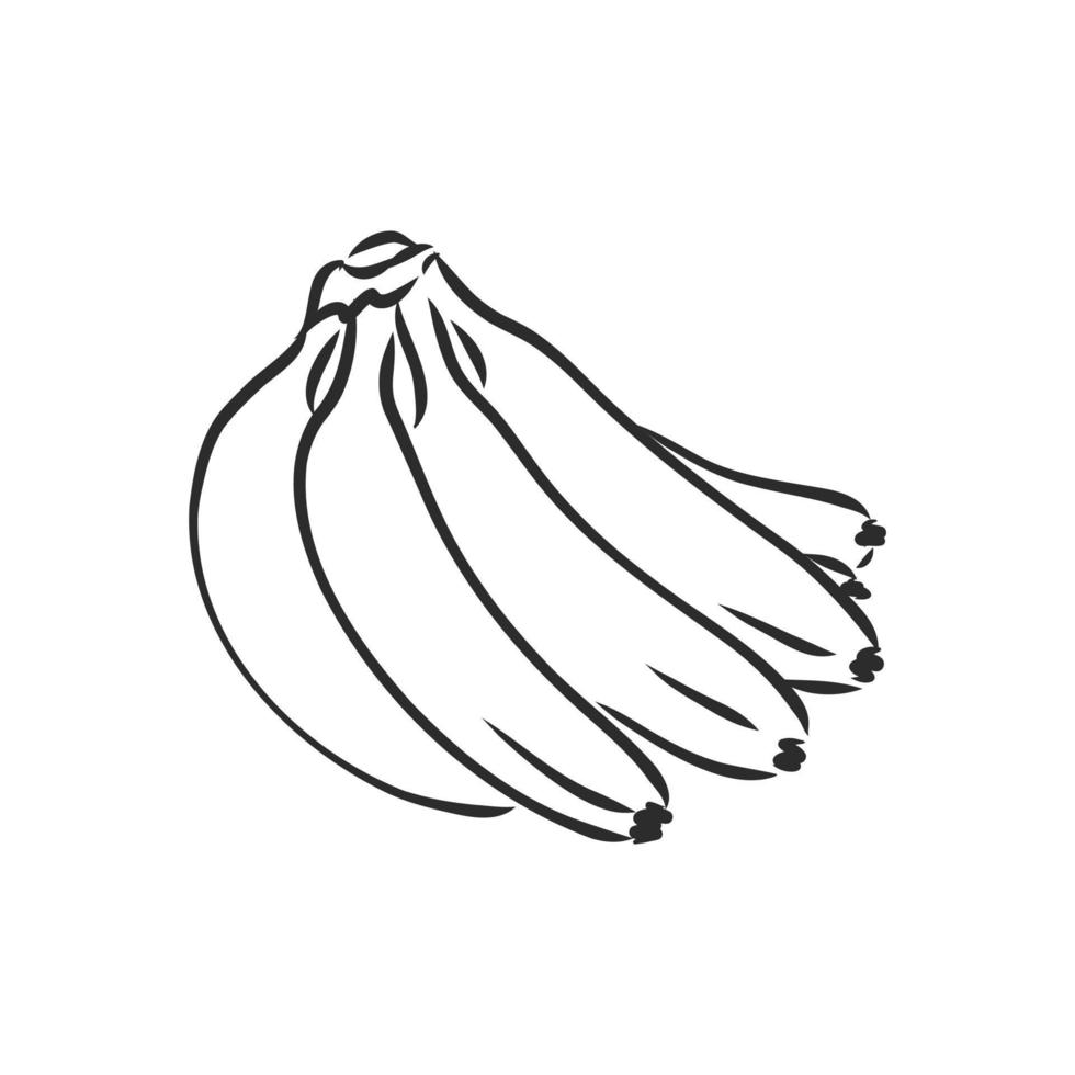 banana vector sketch