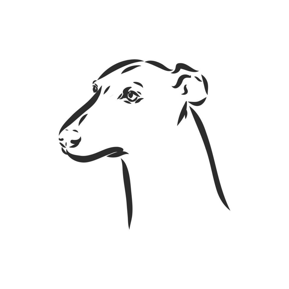 greyhound vector sketch