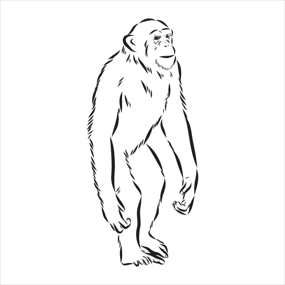 chimpanzee vector sketch