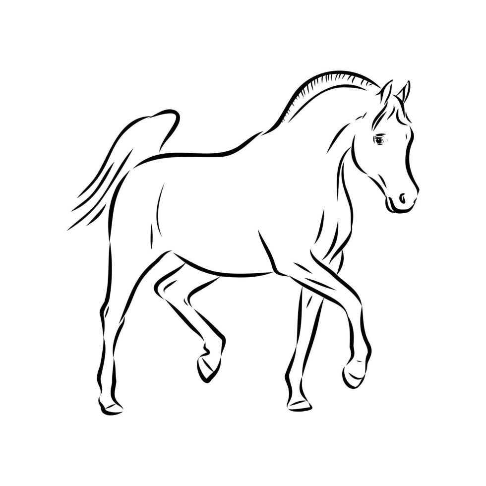 dibujo vectorial de caballo árabe vector