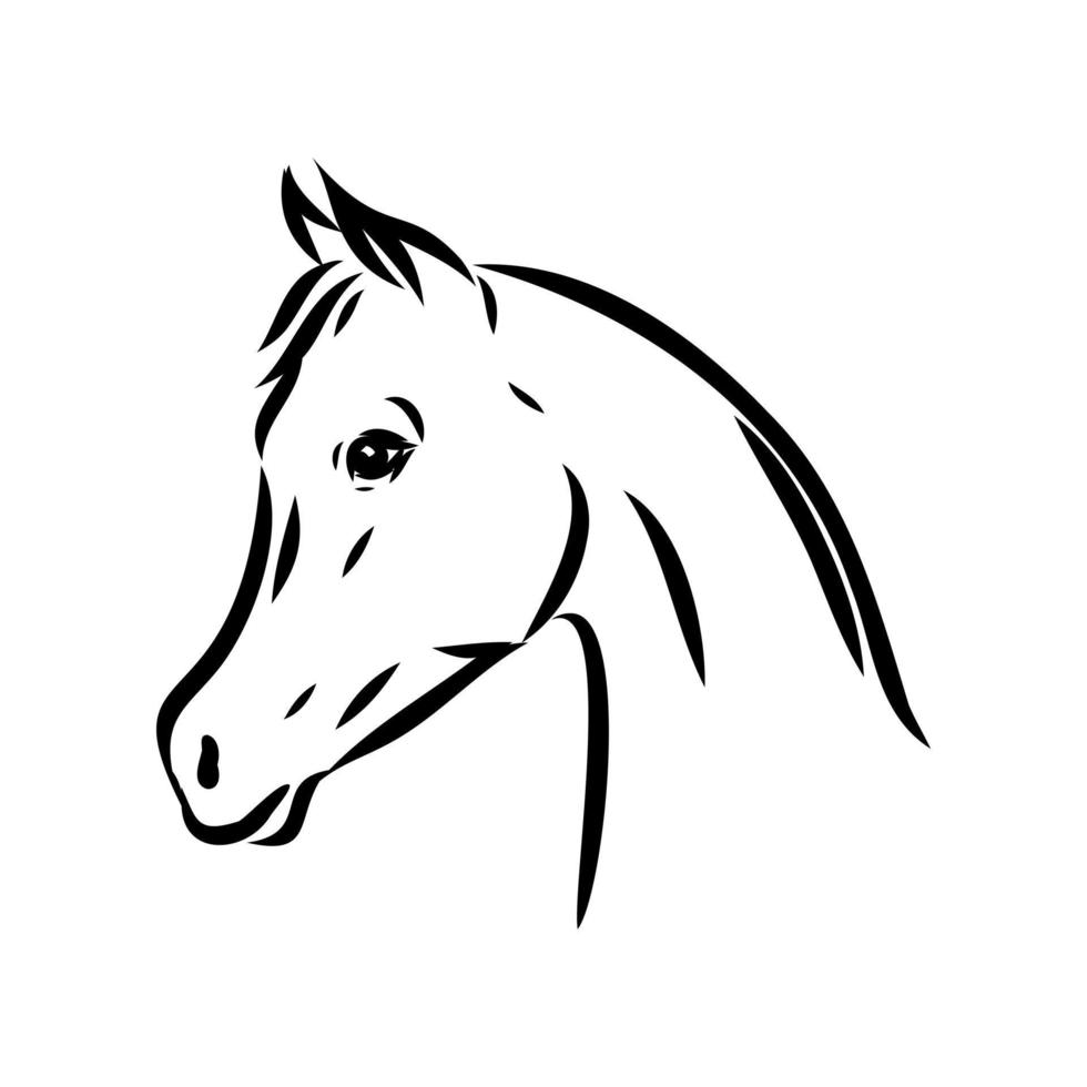 dibujo vectorial de caballo árabe vector