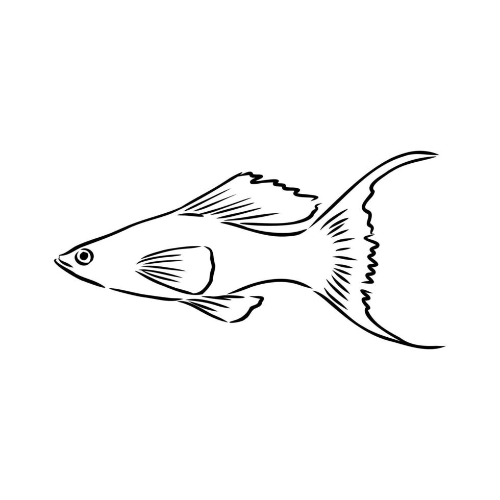 aquarium fish vector sketch