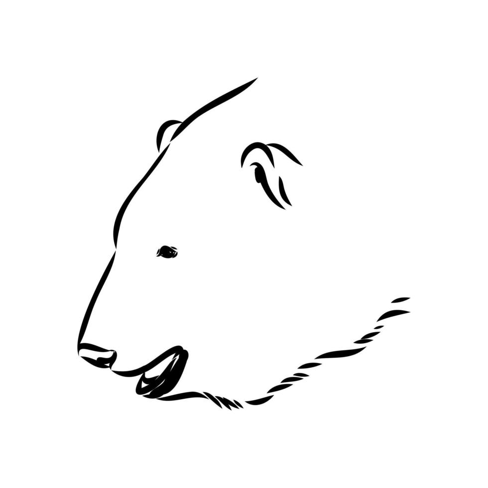 polar bear vector sketch