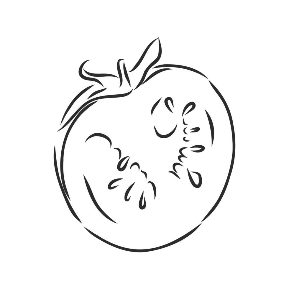 bosquejo del vector del tomate