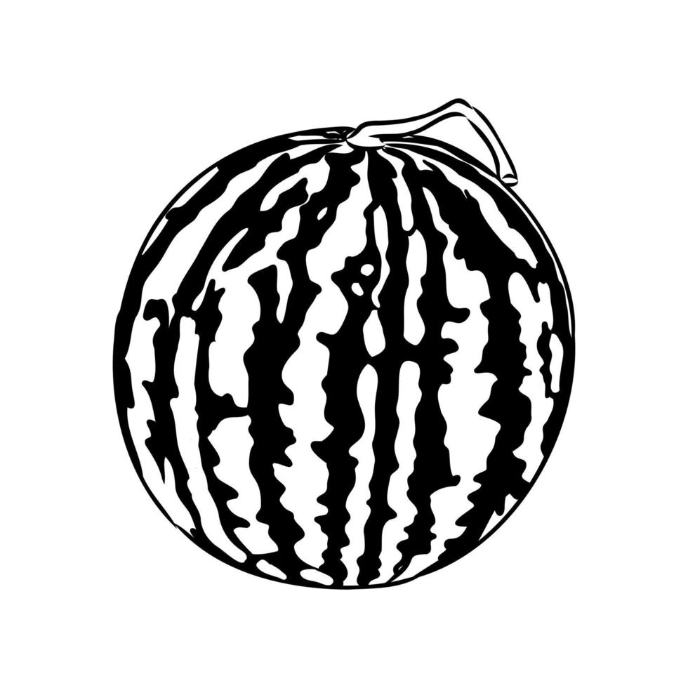 watermelon vector sketch