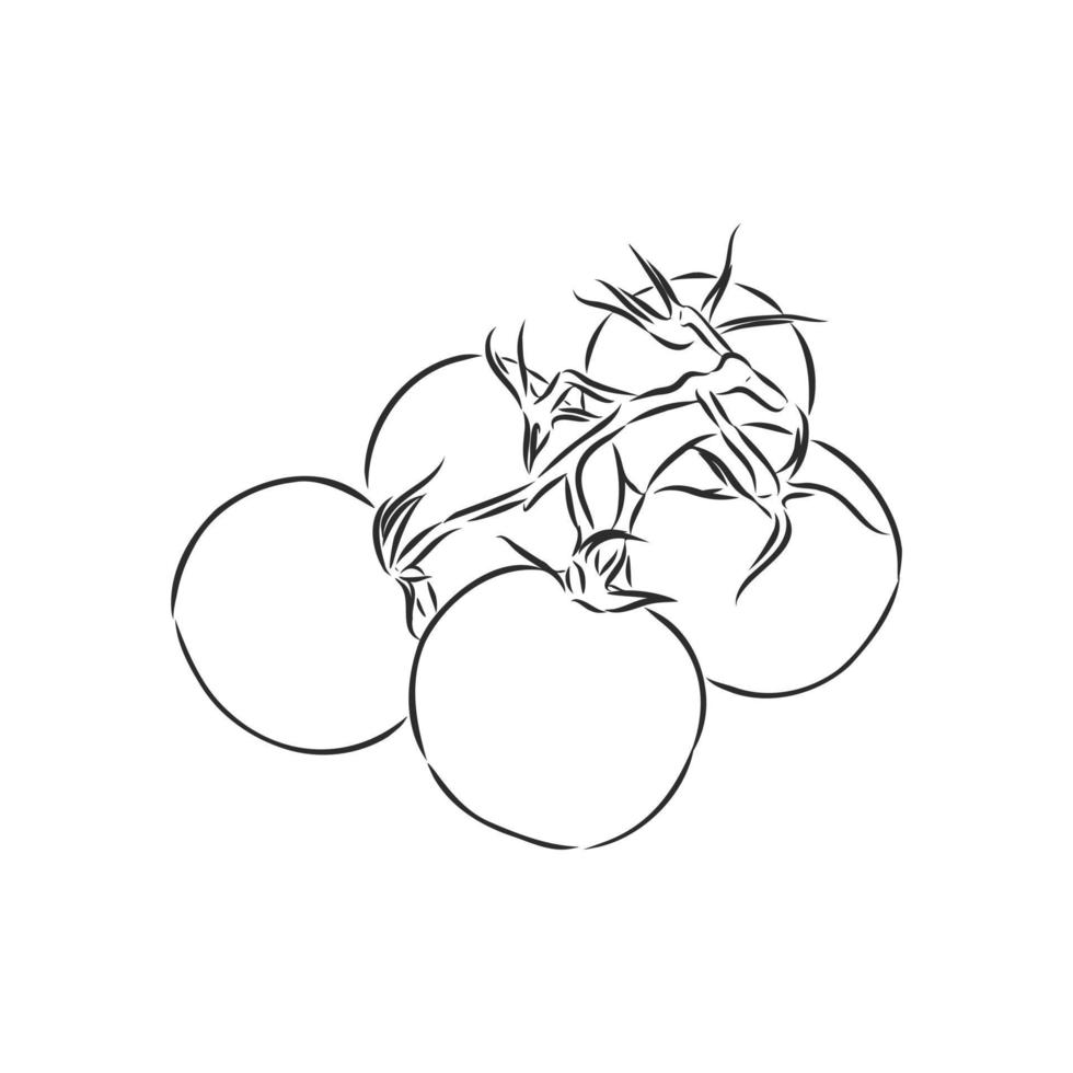 tomato vector sketch