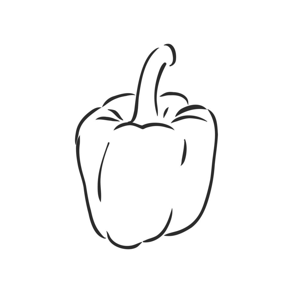 paprika vector sketch