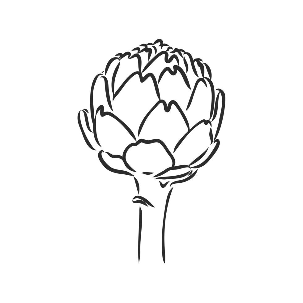 artichoke vector sketch