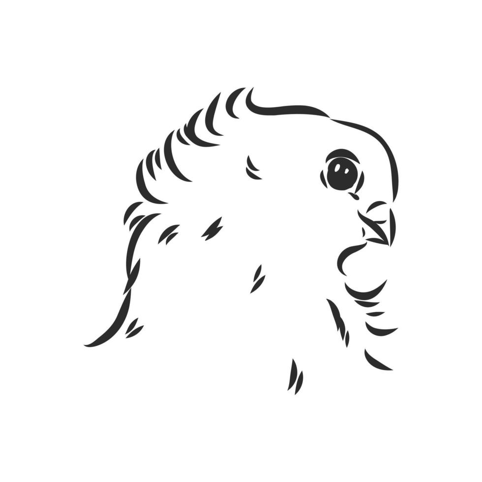 purebred pigeon vector sketch