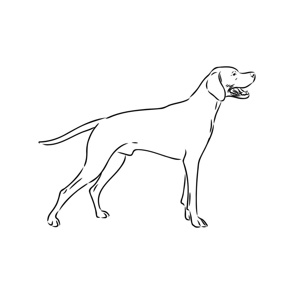pointer dog vector sketch