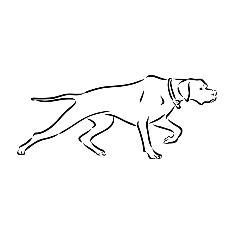 pointer dog vector sketch