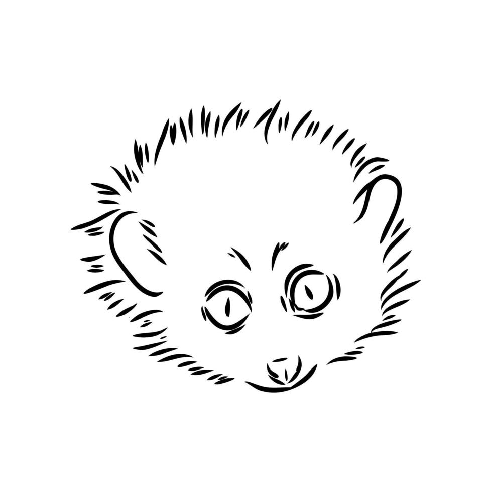 lemur lori vector sketch
