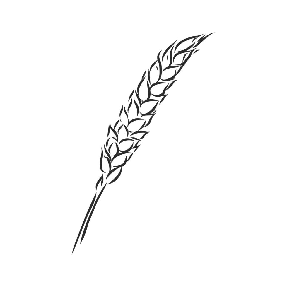 wheat vector sketch