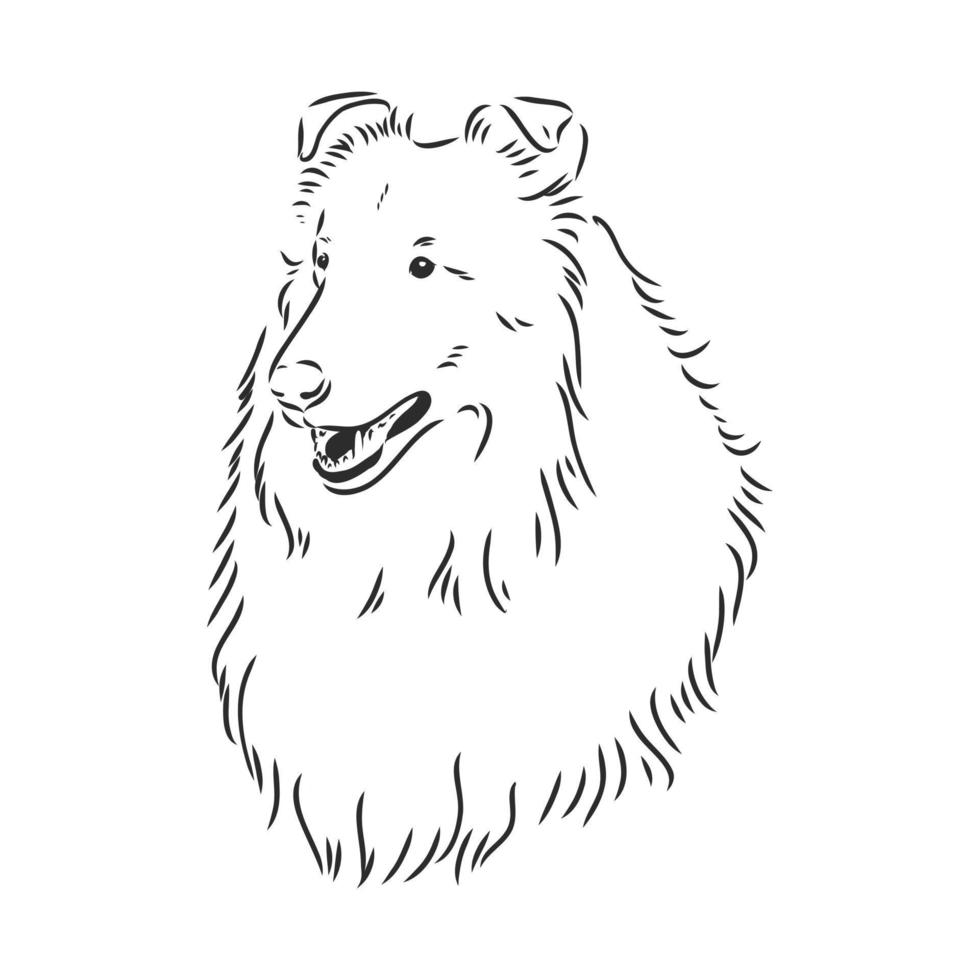 collie dog vector sketch