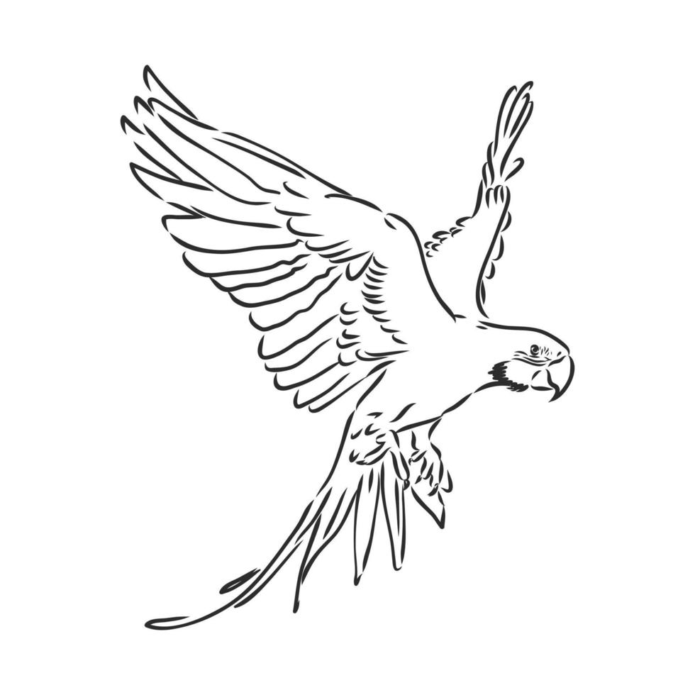 parrot vector sketch