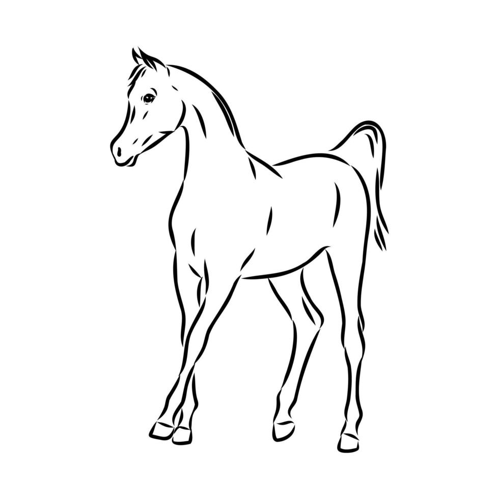 dibujo vectorial de caballo árabe vector