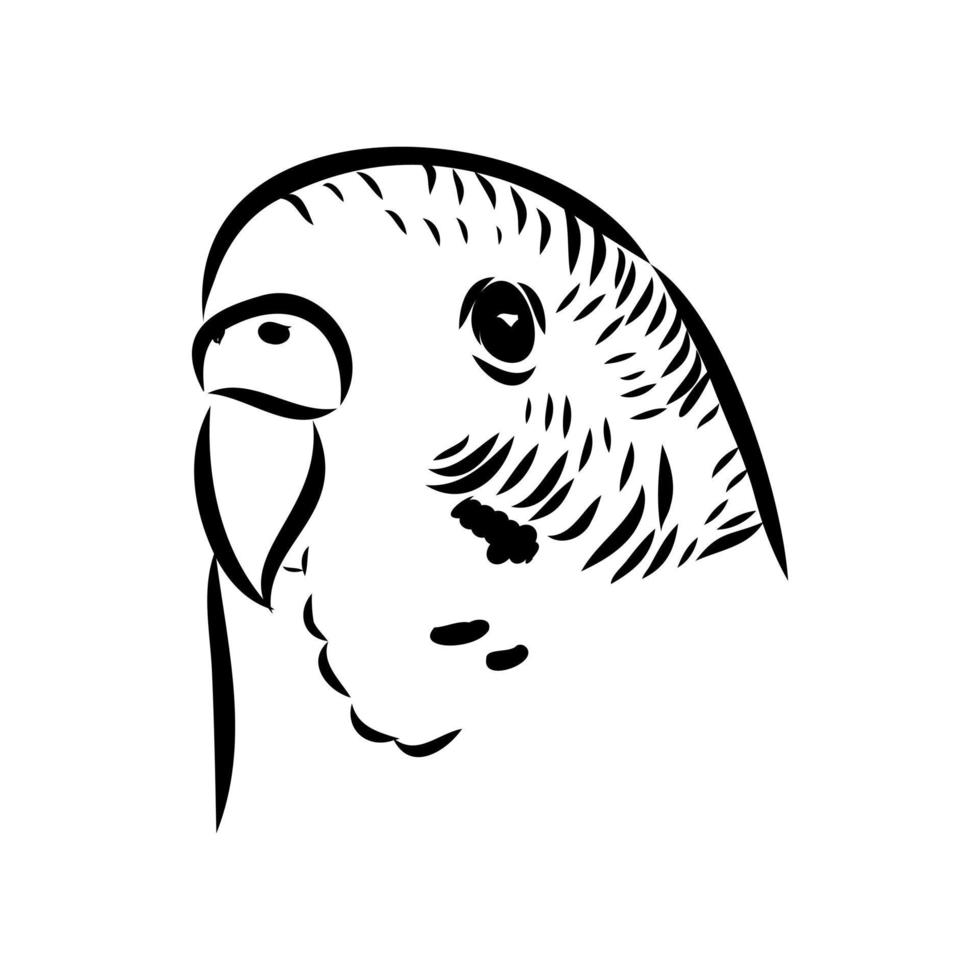 budgie vector sketch