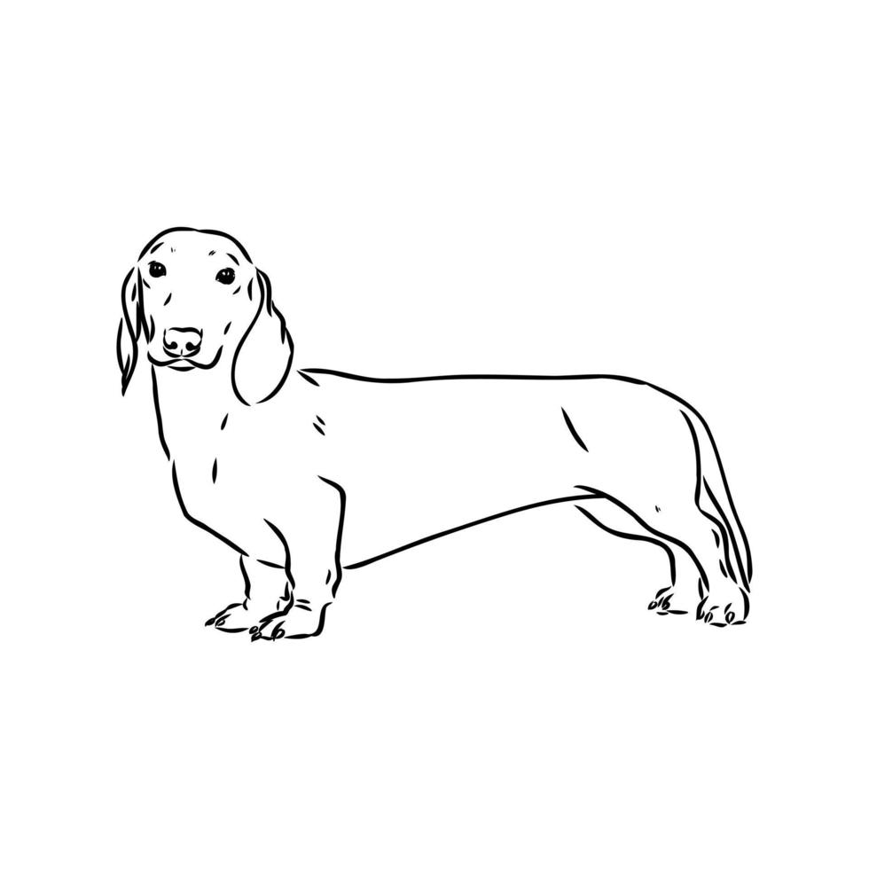 dachshund vector sketch