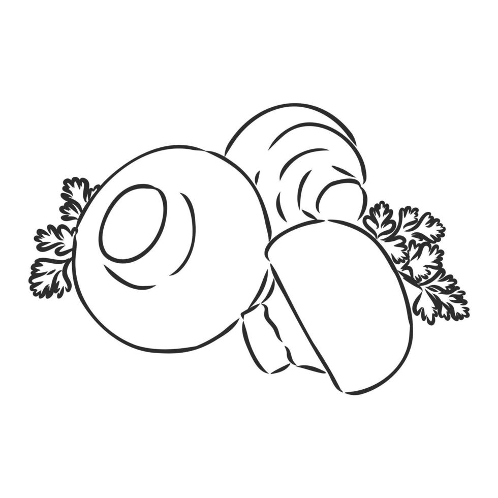 mushrooms champignons vector sketch