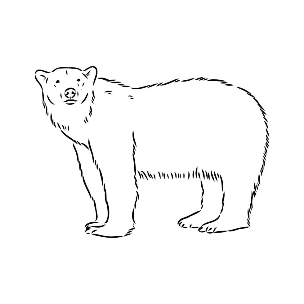 bosquejo del vector del oso polar