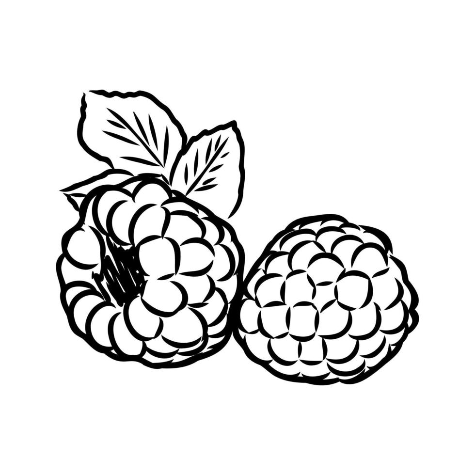 raspberry vector sketch